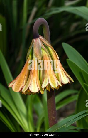 Cyrtanthus falcatus eine Südafrika burgundy rot mehrjährige Zwiebelblume Pflanze allgemein als Falkate Feuerlilie bekannt Stockfoto