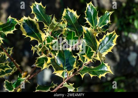 Stechpalme (Ilex aquifolium) ein im Frühling blühender immergrüner Baumstrauch mit einer weißen Frühlingsblume und roten Beeren im Herbst und Winter, Stock pho Stockfoto