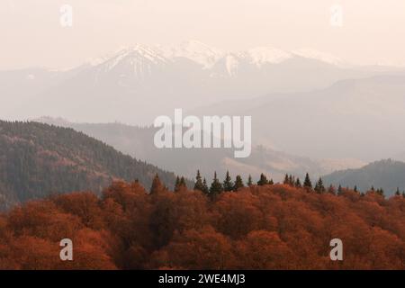 Malerische Landschaft mit orangefarbenem Herbstwald und hohen schneebedeckten Bergen dahinter. Karpaten, Ukraine Stockfoto