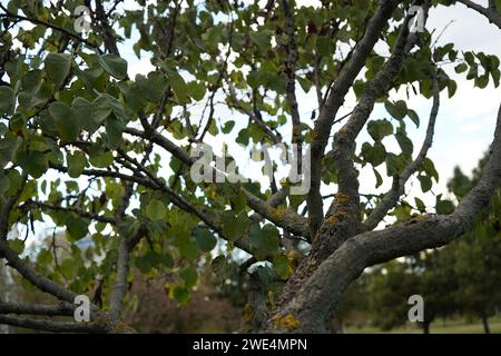 Rote Knospen, chinesische Rotknospen (Cercis chinensis) Stockfoto