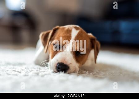 Ein Jack Russel Terrier Welpe schläft auf weißem Teppich. Hunde- und Haustierfotografie Stockfoto
