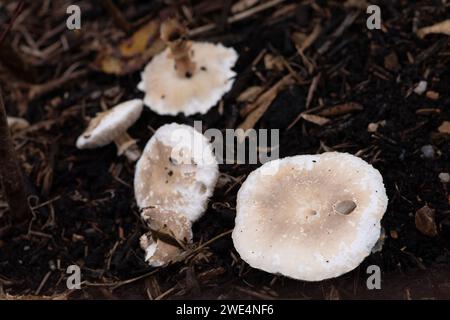 Taplow, Großbritannien. 31. Oktober 2023. Pilze in den Gärten des National Trust in Cliveden in Taplow, Buckinghamshire. Kredit: Maureen McLean/Alamy Stockfoto