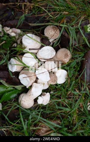 Taplow, Großbritannien. 31. Oktober 2023. Pilze in den Gärten des National Trust in Cliveden in Taplow, Buckinghamshire. Kredit: Maureen McLean/Alamy Stockfoto