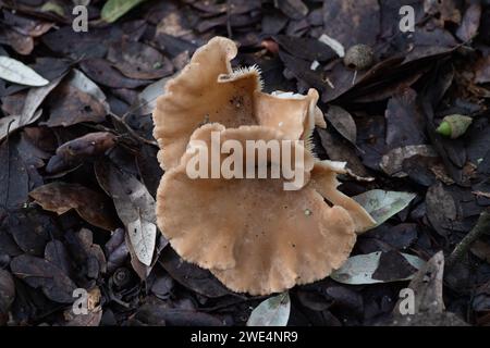 Taplow, Großbritannien. 31. Oktober 2023. Pilze in den Gärten des National Trust in Cliveden in Taplow, Buckinghamshire. Kredit: Maureen McLean/Alamy Stockfoto