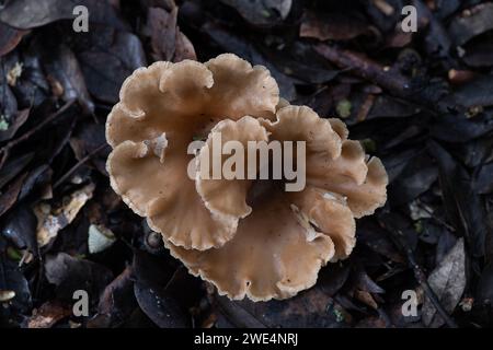 Taplow, Großbritannien. 31. Oktober 2023. Pilze in den Gärten des National Trust in Cliveden in Taplow, Buckinghamshire. Kredit: Maureen McLean/Alamy Stockfoto