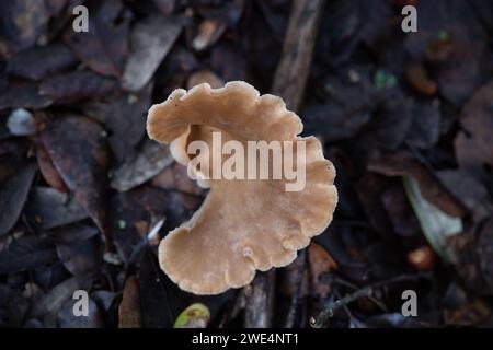 Taplow, Großbritannien. 31. Oktober 2023. Pilze in den Gärten des National Trust in Cliveden in Taplow, Buckinghamshire. Kredit: Maureen McLean/Alamy Stockfoto