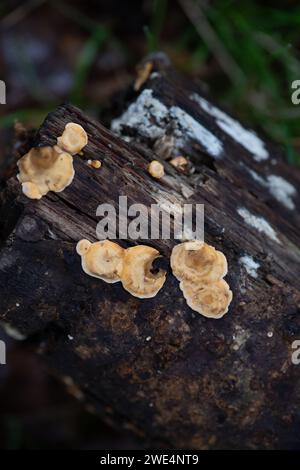 Taplow, Großbritannien. 31. Oktober 2023. Pilze in den Gärten des National Trust in Cliveden in Taplow, Buckinghamshire. Kredit: Maureen McLean/Alamy Stockfoto