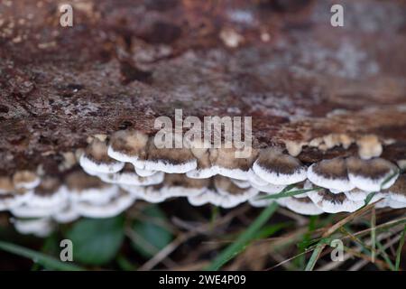 Taplow, Großbritannien. 31. Oktober 2023. Pilze in den Gärten des National Trust in Cliveden in Taplow, Buckinghamshire. Kredit: Maureen McLean/Alamy Stockfoto