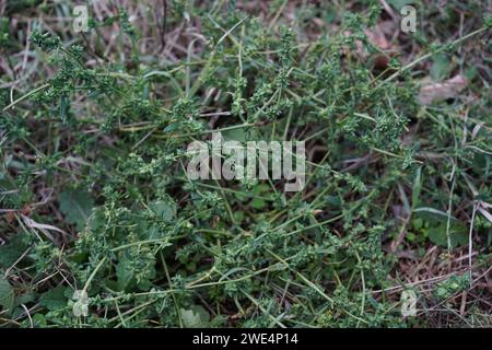 Saltbush, Orache auch Orach (Atriplex) geschrieben Stockfoto