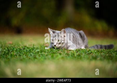 Graue Tabbykatze, die sich im Gras niederlegt und sich darauf vorbereitet, in einen Garten zu stürzen. Stockfoto