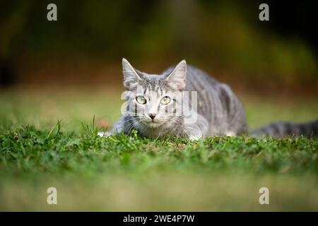 Graue Tabbykatze, die sich im Gras niederlegt und sich darauf vorbereitet, in einen Garten zu stürzen. Stockfoto