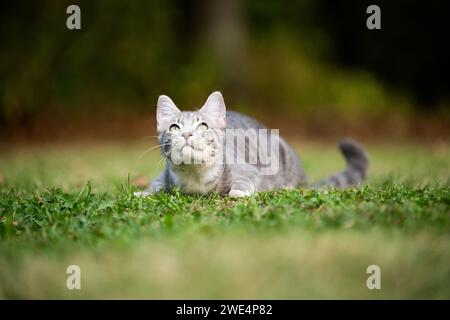 Graue Tabbykatze, die sich im Gras niederlegt und sich darauf vorbereitet, in einen Garten zu stürzen. Stockfoto