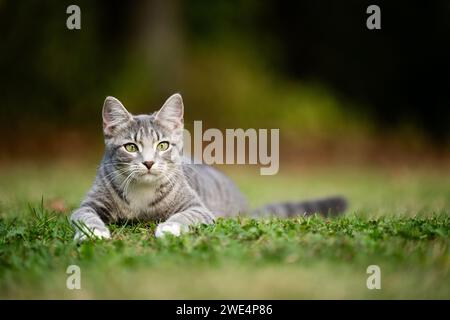 Graue Tabbykatze, die sich im Gras niederlegt und sich darauf vorbereitet, in einen Garten zu stürzen. Stockfoto