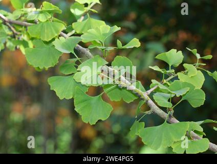 Ein Zweig des Ginkgo biloba Baumes Stockfoto