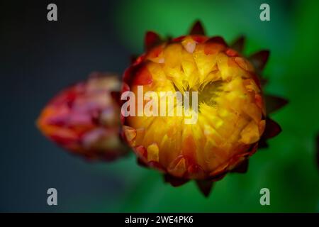 Taplow, Großbritannien. 31. Oktober 2023. Farbenfrohe Blumen auf dem Gelände des National Trust in Cliveden in Taplow, Buckinghamshire. Kredit: Maureen McLean/Alamy Stockfoto