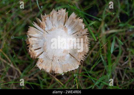 Taplow, Großbritannien. 31. Oktober 2023. Pilze in den Gärten des National Trust in Cliveden in Taplow, Buckinghamshire. Kredit: Maureen McLean/Alamy Stockfoto