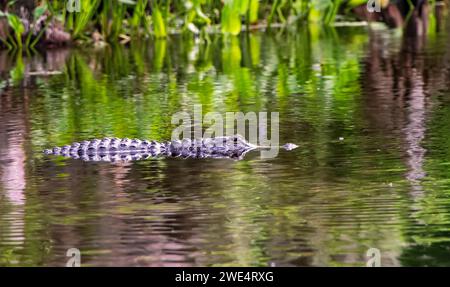 Florida Alligator Schwimmen im Wakulla Springs State Park in der Nähe von Tallahassee, Florida Stockfoto