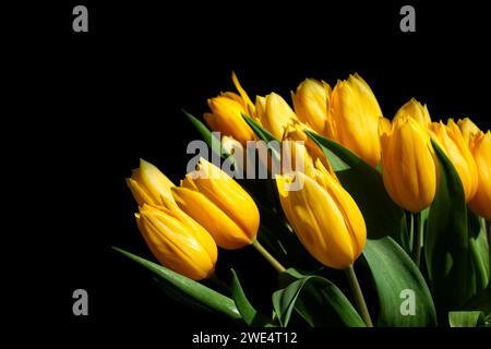 Strauß frischer gelber Tulpen auf schwarzem Hintergrund Stockfoto