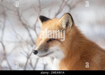 Ein Rotfuchs auf der Jagd nach einer Mahlzeit in einem schneebedeckten Feld außerhalb von Churchill, Manitoba. Stockfoto