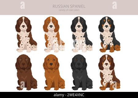 Russische Spaniel Welpen Clipart. Alle Lackfarben festgelegt. Infografik zu den Merkmalen aller Hunderassen. Vektorabbildung Stock Vektor