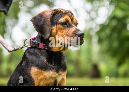 Rottweiler Labrador Mix Welpen Babywäschehund entspannend im Freien gemischte Rasse Hund Nahaufnahme. Stockfoto