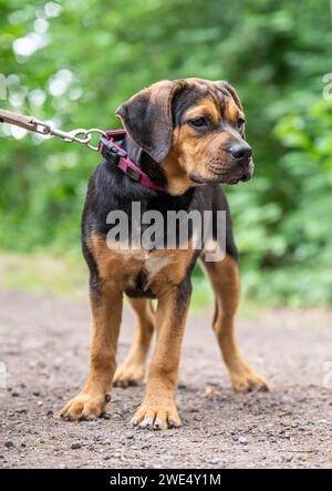 Rottweiler Labrador Mix Welpen Babywäschehund entspannend im Freien gemischte Rasse Hund Nahaufnahme. Stockfoto