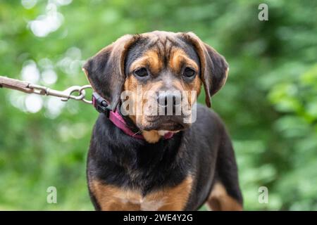 Rottweiler Labrador Mix Welpen Babywäschehund entspannend im Freien gemischte Rasse Hund Nahaufnahme. Stockfoto