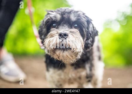 Vorderansicht des Terriers sitzend, keuchend, 9 Jahre alt, isoliert. Stockfoto