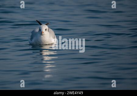 Möwen sind robuste, langgeflügelte Vögel mit kräftigen, hakenförmigen und vollständig gewebten Füßen, außer den Hinterzehen. Im Gegensatz zu Seeschwalben, die es sind Stockfoto