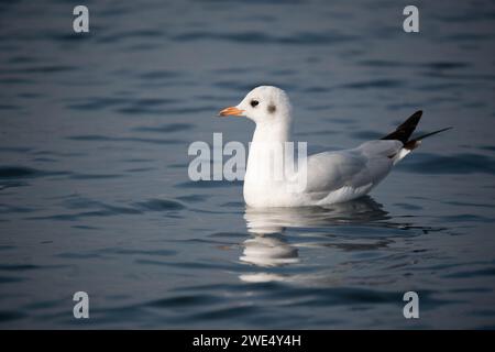 Möwen sind robuste, langgeflügelte Vögel mit kräftigen, hakenförmigen und vollständig gewebten Füßen, außer den Hinterzehen. Im Gegensatz zu Seeschwalben, die es sind Stockfoto