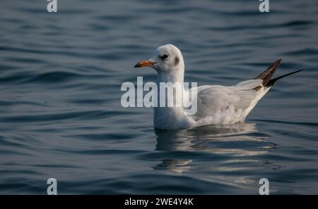 Möwen sind robuste, langgeflügelte Vögel mit kräftigen, hakenförmigen und vollständig gewebten Füßen, außer den Hinterzehen. Im Gegensatz zu Seeschwalben, die es sind Stockfoto