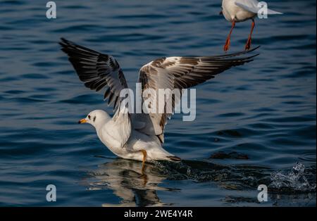 Möwen bleiben für immer bei ihren Freunden. Während viele Vogelarten während der Brutsaison monogame Beziehungen haben, bleiben Möwen ein paariges Meer Stockfoto