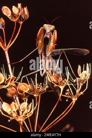 Braune europäische Mantis Mantis religiosa auf einem herbstlichen Wildblumenstiel Stockfoto