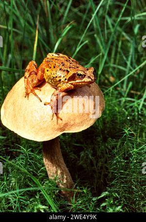 Gewöhnlicher Frosch oder Grasfrosch Rana temporaria auf einem Pilz Stockfoto