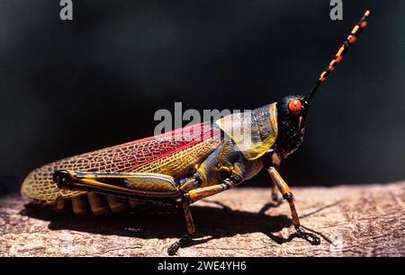 Eleganter Grashüpfer Zonocerus elegans auf einer Zweigstelle in Südafrika Stockfoto