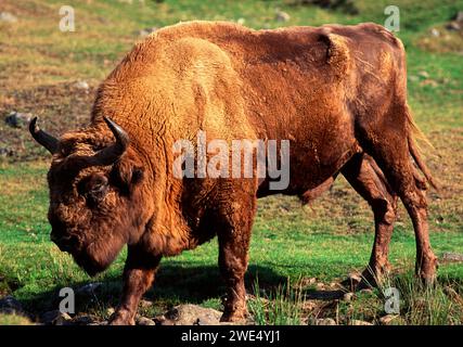 Europäischer Bison männlicher Bison bonasus oder weises Trinken aus einem kleinen Bach Stockfoto