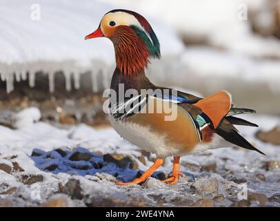 Mandarinenporträt im Winter, Quebec, Kanada Stockfoto