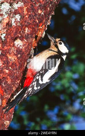 Großer Spotspecht Dendrocopos Major, der auf einem Birkenbaum in Schottland ruht Stockfoto