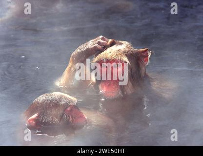 Japanische Makaken Macaca fuscata in einem heißen Quellbecken mit Dampf im Winter Stockfoto