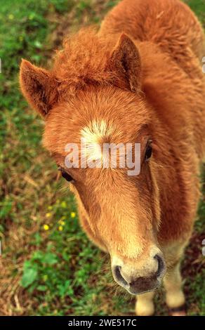 Shetland Pony ein Porträt Stockfoto