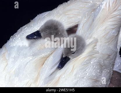 Zwei junge Zygneten schlafen auf dem Rücken eines Schwans Cygnus olor Stockfoto