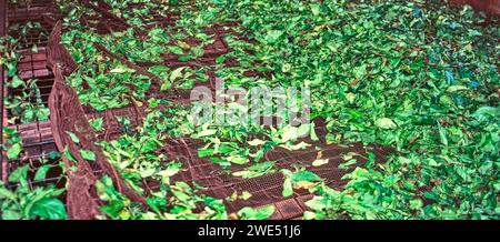 Vogan Teefabrik und Anwesen Sri Lanka frisch gepflückte Teeblätter trocknen auf Drahtgeflecht Stockfoto