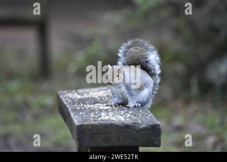 Eastern Grey Eichhörnchen (Sciurus carolinensis) hockt sich auf einer Holzbank, die mit Samen bedeckt ist, in Großbritannien mit buschigem Schwanz Stockfoto