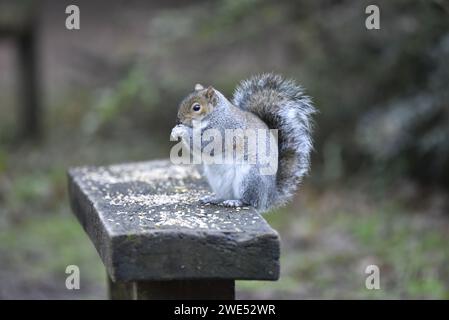 Eastern Grey Eichhörnchen (Sciurus carolinensis) auf Hinterbeinen auf einer Holzbank im linken Profil, rechts im Bild, Eating Seed in Front Paws, UK Stockfoto