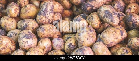 Haufen ungewaschener Bio-Kartoffeln. Eine Nahaufnahme von oben auf einen Haufen frisch gepflückter Kartoffeln. Frische Bio-Kartoffeln auf einem lokalen Markt. Niemand, Stockfoto