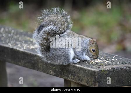 Mittleres Vordergrundbild eines Grauhörnchens (Sciurus carolinensis), das sich im rechten Profil auf einer Holzbank hockte, Tail Up, Samenkorn in Großbritannien isst Stockfoto