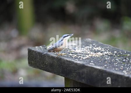 Eurasische Nuthatch (Sitta europaea) auf der Kante der Holzbank im rechten Profil mit einem Samen im Schnabel, aufgenommen im Winter in Großbritannien Stockfoto