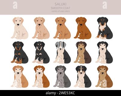 Saluki glatt beschichtete Welpen Clipart. Verschiedene Posen, Fellfarben gesetzt. Vektorabbildung Stock Vektor
