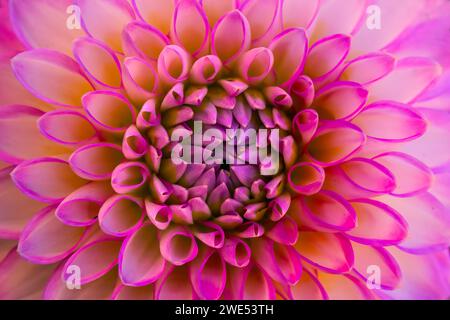 Pink White Ball Arbatax Dahlia Flower Blossom Botanical Garden Bellevue Botanical Garden Washington Stockfoto