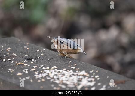 Rückansicht und rechte Ansicht einer Eurasischen Nuthatch (Sitta europaea) am äußersten Rand einer Holzbank mit Blick nach unten mit Samen in Beak, Großbritannien Stockfoto